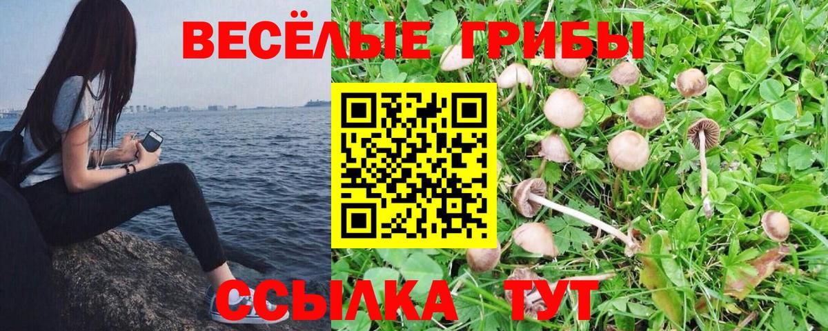 Псилоцибиновые грибы Psilocybine cubensis  Галлюциногенные грибы GOLDEN TEACHER  Вход с VPN  Елец 